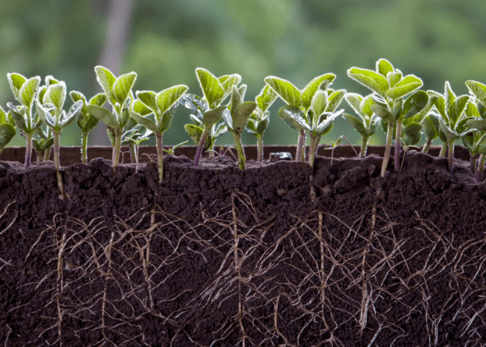 Tree With Roots And Branches Trees With Dead Branches And Roots