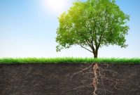 Lateral Roots Lateral Roots